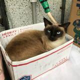 頭像