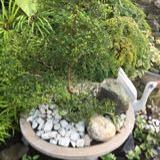 (Category: ) located in . Submitted by venus_garden (Listing ID 1122719701, Image 1). Description: .