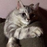 (Category: ) located in . Submitted by qisttt (Listing ID 1184015257, Image 1). Description: .
