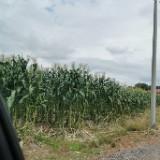 (Category: ) located in . Submitted by annjz (Listing ID 1453602302, Image 1). Description: .