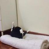 (Category: ) located in . Submitted by catbosz (Listing ID 1405306647, Image 1). Description: .