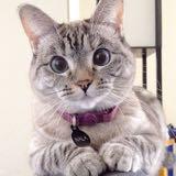 (Category: ) located in . Submitted by miyukishoppe (Listing ID 1341143055, Image 1). Description: .