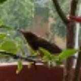 (Category: ) located in . Submitted by alvineer (Listing ID 1378693610, Image 1). Description: .