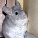 (Category: ) located in . Submitted by tangssssss (Listing ID 1385825860, Image 1). Description: .