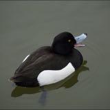 (Category: ) located in . Submitted by jr_lim (Listing ID 1367486681, Image 1). Description: .