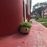 (Category: ) located in . Submitted by slothfulpotatoes (Listing ID 1352961776, Image 1). Description: .