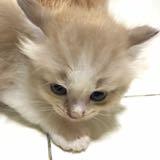 (Kategori: ) berada di . Dikirim oleh prelovedbymew (ID iklan 1358562421, Gambar 1). Deskripsi: .