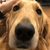 由 flowerdoggggg (刊登 ID 1384419890，圖片 1) 提交，位於 的 (類別：)，說明：。