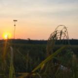 (Category: ) located in . Submitted by madcope (Listing ID 1383258283, Image 1). Description: .