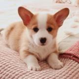 (Category: ) located in . Submitted by corgilicious (Listing ID 1439341895, Image 1). Description: .