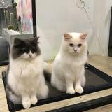 (Category: ) located in . Submitted by songyonghwa (Listing ID 1005542932, Image 1). Description: .
