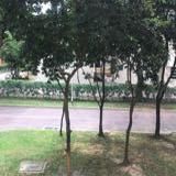 (Category: ) located in . Submitted by sneharajm (Listing ID 1439255052, Image 1). Description: .