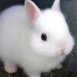 (Category: ) located in . Submitted by lovebunnies (Listing ID 1361095962, Image 1). Description: .