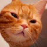 （分類：）位於 。 由 nyanpasu 提交（商品編號 1338260237，圖片 1）。簡介： 。