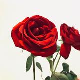 （分類：）位於 。 由 youngyeon 提交（商品編號 1330147472，圖片 1）。簡介： 。