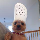 (Category: ) located in . Submitted by gilbert. (Listing ID 1384338362, Image 1). Description: .