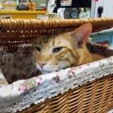(分類:)位於 。 由 213214 提交(商品編號 1455200537,圖片 1)。簡介: 。
