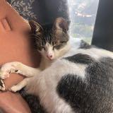 （分類：）位於 。 由 calmeow 提交（商品編號 285484811，圖片 1）。簡介： 。