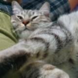 (Category: ) located in . Submitted by potatoed_ (Listing ID 1093049507, Image 1). Description: .