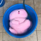 (Category: ) located in . Submitted by lulupoh1 (Listing ID 1376120510, Image 1). Description: .