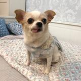 (Category: ) located in . Submitted by paws_pals (Listing ID 1104620998, Image 1). Description: .