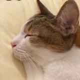 (Category: ) located in . Submitted by smtmc (Listing ID 1373649404, Image 1). Description: .
