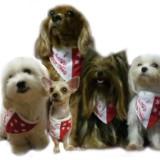 (Category: ) located in . Submitted by doggiewardrobe (Listing ID 1375969733, Image 1). Description: .