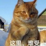 （分類：）位於 。 由 gamer3473 提交（商品編號 1350078192，圖片 1）。簡介： 。