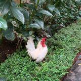 (Category: ) located in . Submitted by djchums (Listing ID 1350800795, Image 1). Description: .