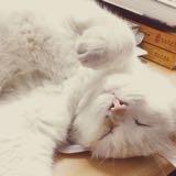 （分類：）位於 。 由 miss.melmel 提交（商品編號 1150321608，圖片 1）。簡介： 。
