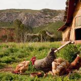 (Category: ) located in . Submitted by farmyard (Listing ID 1343177653, Image 1). Description: .