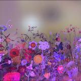 (Category: ) located in . Submitted by badwithplants (Listing ID 1351344129, Image 1). Description: .