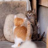(分類:)位於 。 由 sallysevenup 提交(商品編號 1195054310,圖片 1)。簡介: 。