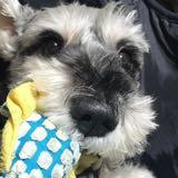 （分類：）位於 。 由 310435493 提交（商品編號 1385442188，圖片 1）。簡介： 。