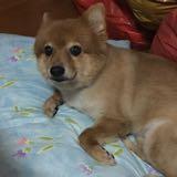 (Category: ) located in . Submitted by igloooo (Listing ID 1277381021, Image 1). Description: .
