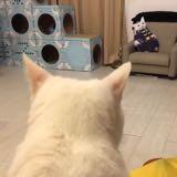 由 koko991 (刊登 ID 1385480169，圖片 1) 提交，位於 的 (類別：)，說明：。
