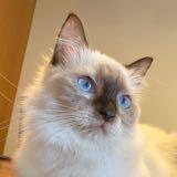 (Category: ) located in . Submitted by sevne (Listing ID 1237579003, Image 1). Description: .