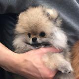 （分類：）位於 。 由 p1231314 提交（商品編號 1385077113，圖片 1）。簡介： 。