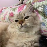 (Category: ) located in . Submitted by ahnshahira (Listing ID 1385037288, Image 1). Description: .