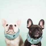 (Category: ) located in . Submitted by petquisite (Listing ID 1346848003, Image 1). Description: .