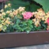 (Kategori: ) berada di . Dikirim oleh calynai (ID iklan 1376699730, Gambar 1). Deskripsi: .