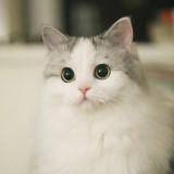 (Category: ) located in . Submitted by cattooo. (Listing ID 1307787416, Image 1). Description: .
