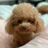 （分類：）位於 。 由 mikikiki110 提交（商品編號 1238897939，圖片 1）。簡介： 。