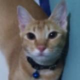 (Kategori: ) berada di . Dikirim oleh none_19 (ID iklan 1382340186, Gambar 1). Deskripsi: .