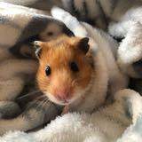 （分類：）位於 。 由 joyng_1013 提交（商品編號 1304568873，圖片 1）。簡介： 。