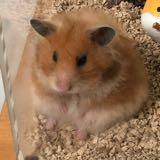 (Category: ) located in . Submitted by kkaylie (Listing ID 1446874268, Image 1). Description: .