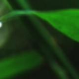 （分類：）位於 。 由 greenshop2020 提交（商品編號 1071174072，圖片 1）。簡介： 。