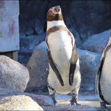 由 penguin10606 (刊登 ID 1380242698，圖片 1) 提交，位於 的 (類別：)，說明：。