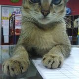 (Category: ) located in . Submitted by encik_kucing12 (Listing ID 1369263844, Image 1). Description: .