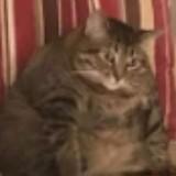 (Category: ) located in . Submitted by derpman (Listing ID 111621801, Image 1). Description: .